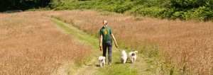 cherry tree kennels & cattery