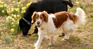 cherry-tree-kennels-2