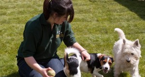 Cherry Tree Kennels
