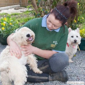 cherry tree kennels staff and dogs
