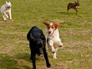 dogs playing image