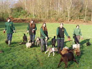 cherry tree kennels dog walking