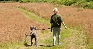 cherry tree kennels