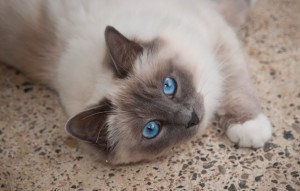 cherry tree kennels cat 1