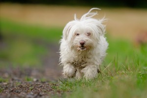 cherry tree kennels dog 2